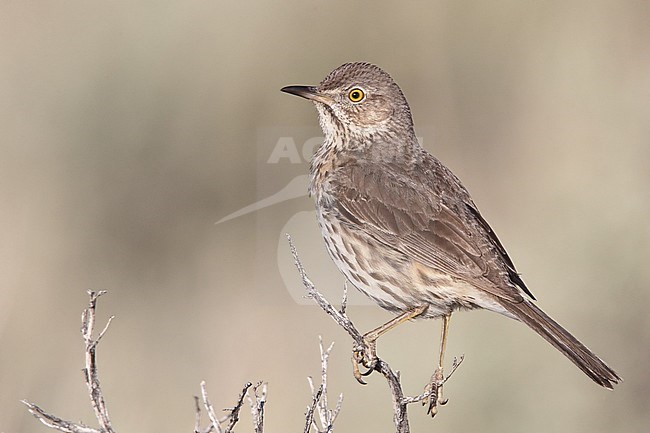 Adult 
Mono Co., CA
June 2011 stock-image by Agami/Brian E Small,