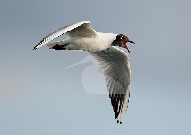 Kokmeeuw; Black-headed Gull (Larus ridipundus) Hungary May 2008 stock-image by Agami/Markus Varesvuo / Wild Wonders,