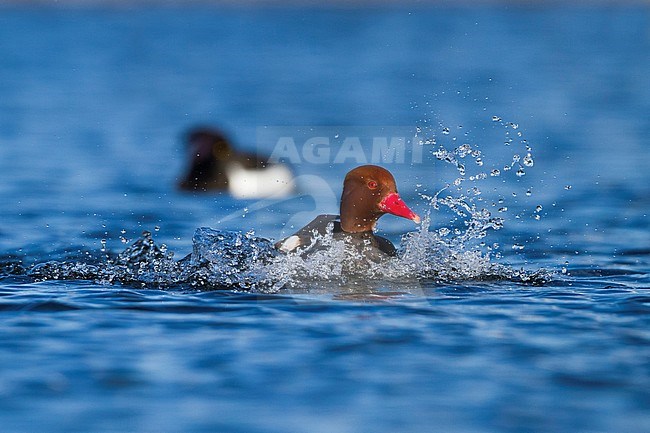 Red-crested Pochard - Kolbenente - Netta rufina, Germany, adult male stock-image by Agami/Ralph Martin,