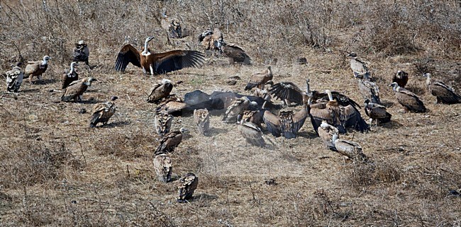 Groep Vale Gieren bij karkas; Group of Griffon Vultures at carcas stock-image by Agami/Markus Varesvuo,