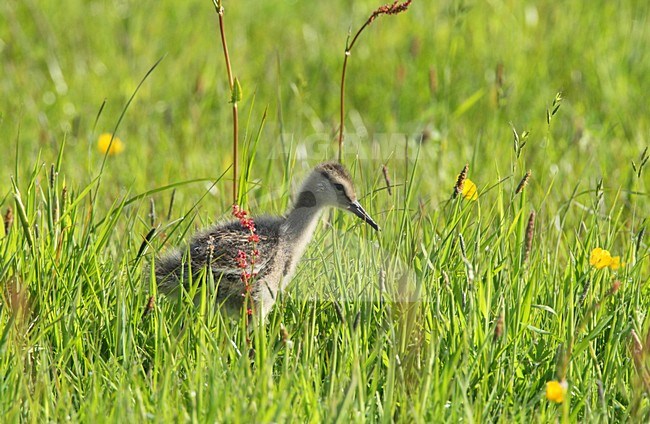 Grutto jong foeragerend in gras; Black-tailed Godwit juvenile foraging in gras stock-image by Agami/Roy de Haas,