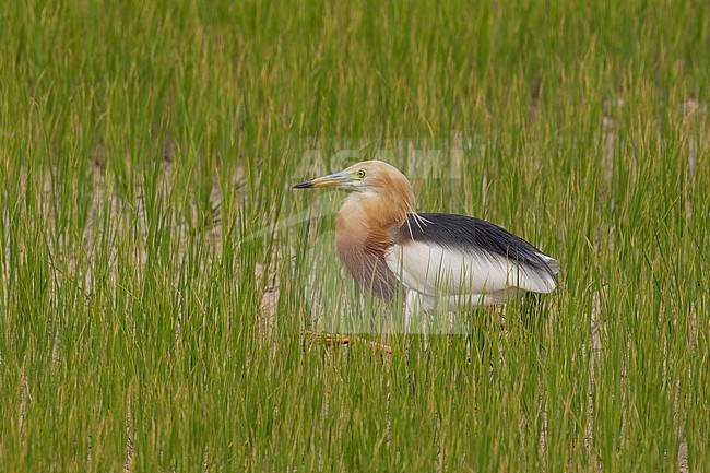 Javan Pond Heron (Ardeola speciosa) searching fo food in a rice-field at Petchaburi, Thailand stock-image by Agami/Helge Sorensen,