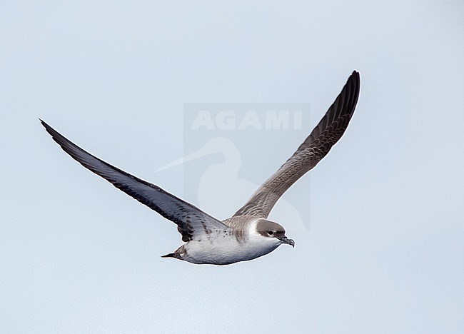 Great Shearwater (Ardenna gravis) in the Atlantic ocean off Madeira island, Portugal. stock-image by Agami/Marc Guyt,