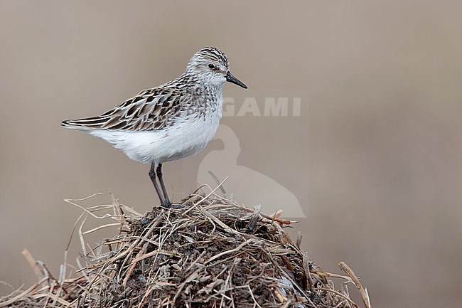 Volwassen Grijze Strandloper in broedgebied, Adult Semipalmated Sandpiper in breeding habitat stock-image by Agami/Brian E Small,