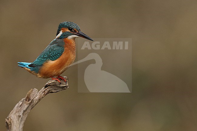 Juvenile or female Common Kingfischer (Alcedo atthis) perching on a branch lifting its tail stock-image by Agami/Mathias Putze,