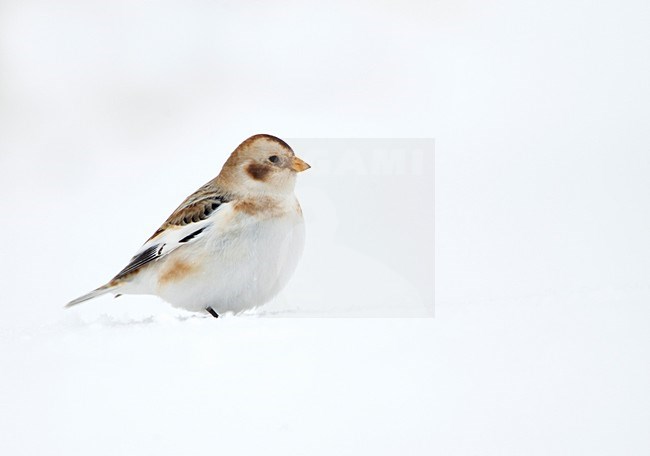 Sneeuwgors in de sneeuw; Snow Bunting in the snow stock-image by Agami/Danny Green,