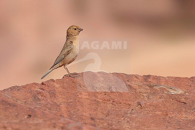 Adult female Sinai rosefinch (Carpodacus synoicus) sitting on a rock in Petra, Jordan. stock-image by Agami/Vincent Legrand,