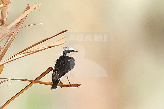 Vittata Pied Wheatear (Oenanthe pleschanka vittata) at KM20, near Eilat, Israel. First record for Israel stock-image by Agami/Marc Guyt,