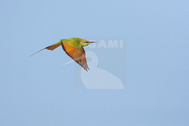 Little Green Bee-eater (Merops orientalis orientalis) in flight, showing upper wing. stock-image by Agami/Marc Guyt,