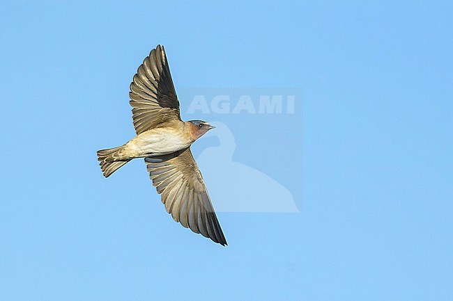 American Cliff Swallow (Petrochelidon pyrrhonota) in flight, seen from below. stock-image by Agami/Brian E Small,
