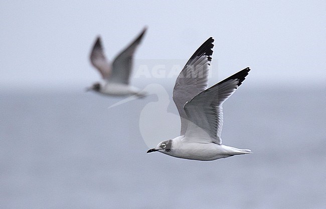 Adult wintering Franklin's Gull (Leucophaeus pipixcan) at the pacific coast of Chile. stock-image by Agami/Dani Lopez-Velasco,