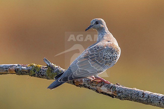 Zomertortel; Turtle Dove; Streptopelia turtur stock-image by Agami/Daniele Occhiato,