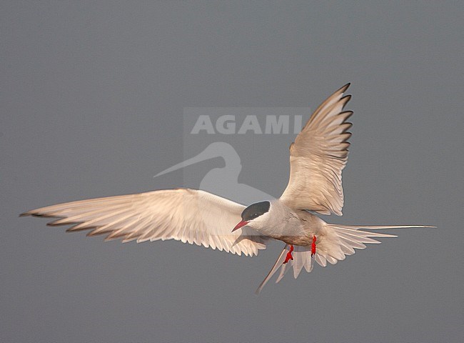 Common Tern (Sterna hirundo) on Wadden island Texel in the Netherlands. Adult landing in beautiful early morning light. stock-image by Agami/Marc Guyt,