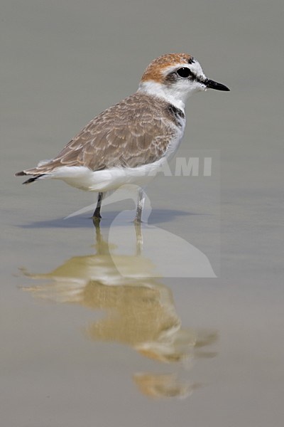 Strandplevier staand in water; Kentish Plover standing in water stock-image by Agami/Daniele Occhiato,