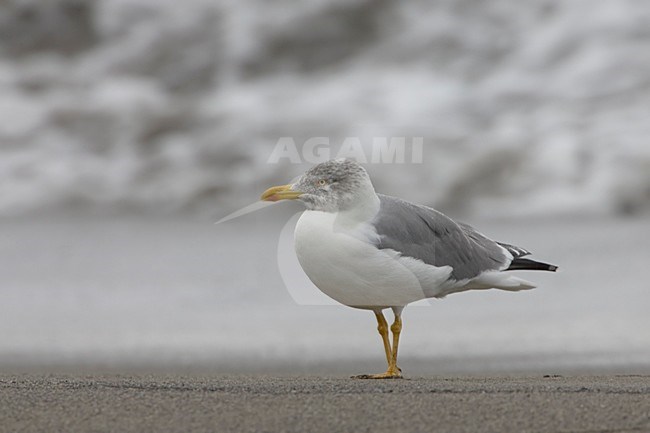 Volwassen Atlantische Geelpootmeeuw op het strand; Adult Atlantic Yellow-legged Gull standing on the beach stock-image by Agami/Daniele Occhiato,