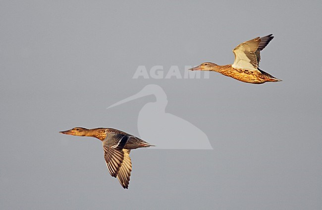 Slobeend groep vliegend; Northern Shoveler group flying stock-image by Agami/Markus Varesvuo,