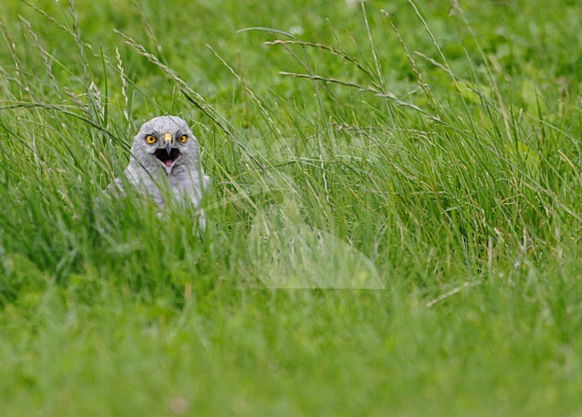 Mannetje Blauwe Kiekendief op de grond; Male Hen Harrier on the ground stock-image by Agami/Reint Jakob Schut,