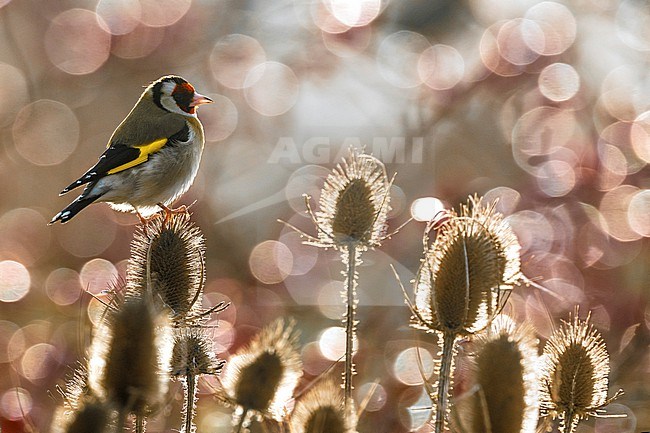 Eurasian Goldfinch (Carduelis carduelis) in Italy. stock-image by Agami/Daniele Occhiato,