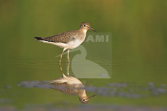 Solitary Sandpiper (Tringa solitaria) in a mudflat near Toronto, Ontario, Canada. stock-image by Agami/Glenn Bartley,