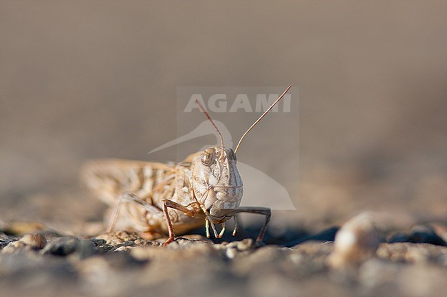 Oedaleus decorus - Handsome Cross Grasshopper - Kreuzschrecke, France, imago stock-image by Agami/Ralph Martin,