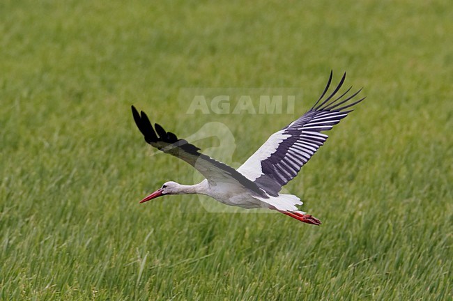 Ooievaar in de vlucht; White Stork in flight stock-image by Agami/Markus Varesvuo,