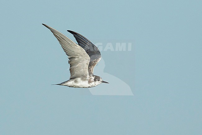 Adult American Black Tern (Chlidonias niger surinamensis) in transition from nonbreeding to breeding plumage.
Flying against blue sky at Galveston County, Texas, in April 2016. stock-image by Agami/Brian E Small,