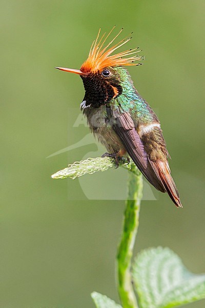 Rufous-crested Coquette (Lophornis delattrei) flying while feeding at a flower in Manu National Park, Peru. stock-image by Agami/Glenn Bartley,