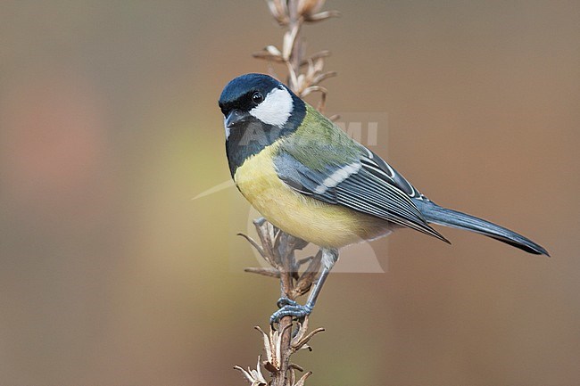 Great Tit - Kohlmeise - Parus major ssp. major, Germany, adult female stock-image by Agami/Ralph Martin,