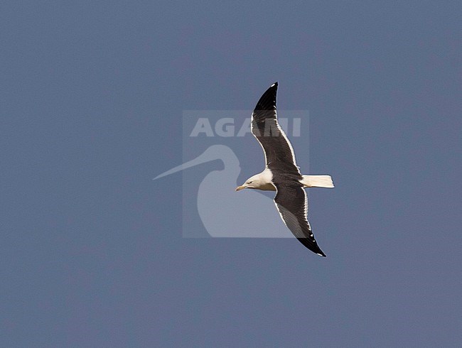 Adult summer Baltic Gull (Larus fuscus) showing upperwing during spring migration in Egypt. stock-image by Agami/Edwin Winkel,