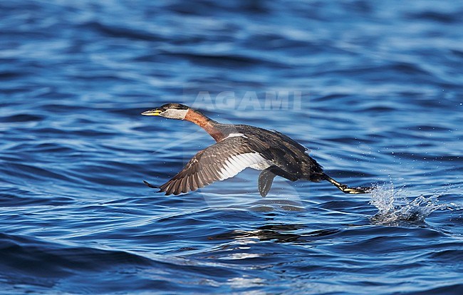 Roodhalsfuut, Red-necked Grebe, Podiceps grisegena stock-image by Agami/Tomi Muukkonen,