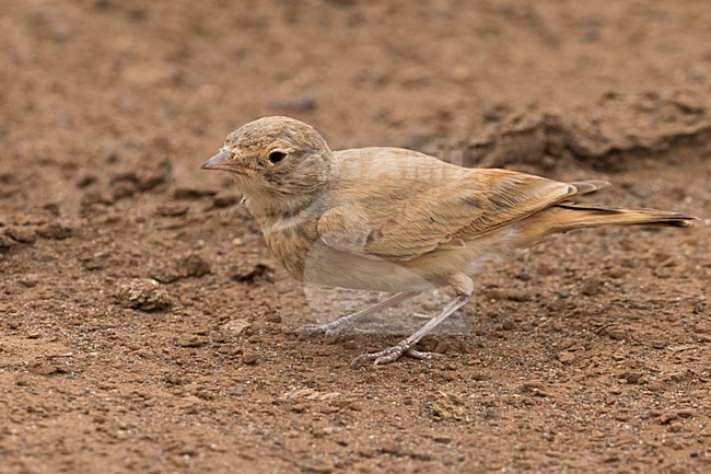 Rosse Woestijnleeuwerik; Bar-tailed Lark stock-image by Agami/Daniele Occhiato,