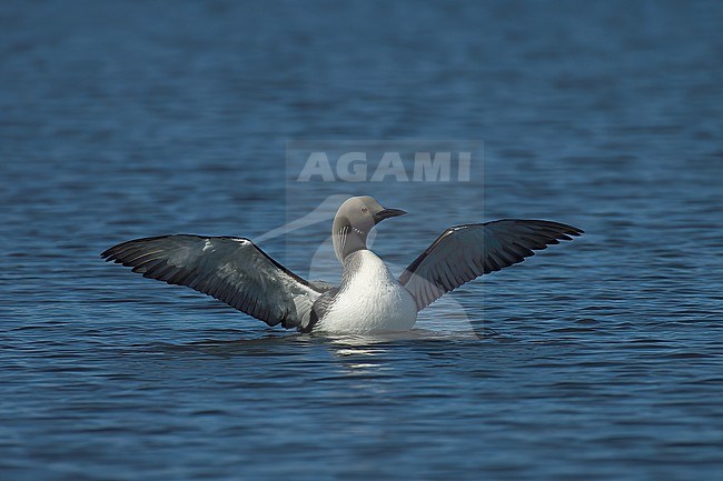 Black-throated Loon (Gavia arctica) stock-image by Agami/Kari Eischer,