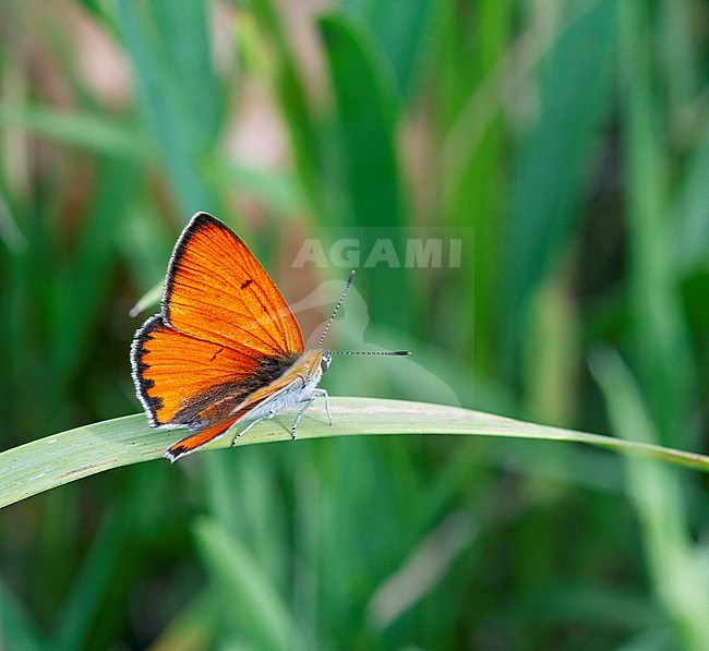 Large Copper, Lycaena dispar, male, in Hungary. stock-image by Agami/Dick Forsman,
