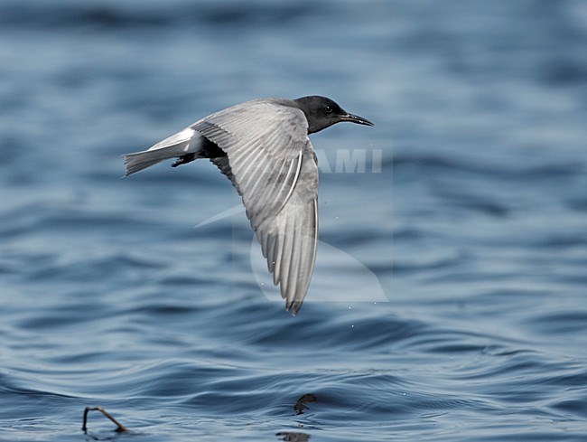 Black Tern adult flying; Zwarte Stern volwassen vliegend stock-image by Agami/Jari Peltomäki,