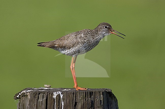 Common Redshank perched on pole; Tureluur zittend op paal stock-image by Agami/Marc Guyt,