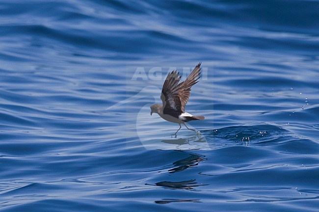 Stormvogeltje, European Storm-Petrel, Hydrobates pelagicus stock-image by Agami/David Monticelli,