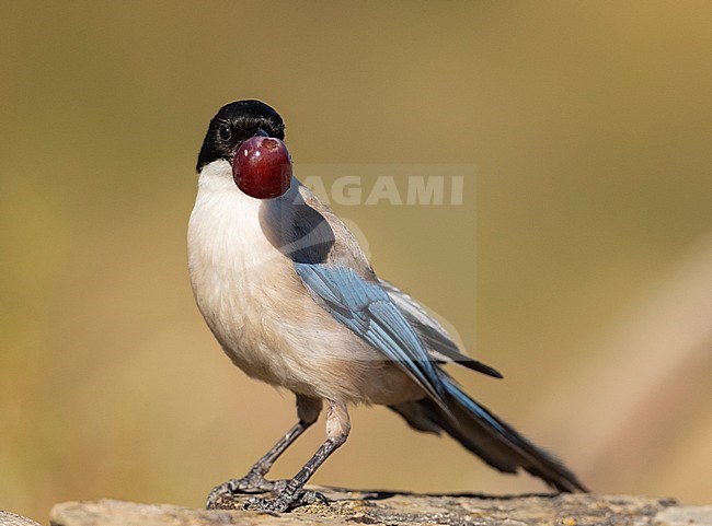 Adult Iberian Magpie (Cyanopica cooki) in Extremadura, Spain. Carrying red grape in its beak. stock-image by Agami/Marc Guyt,