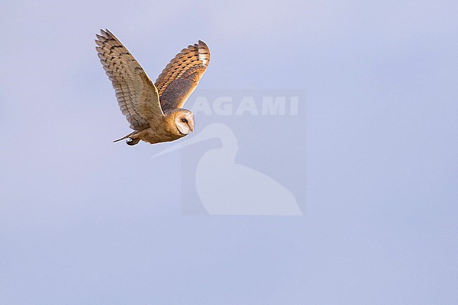 Common Barn Owl (Tyto alba alba) in Germany (Niedersachsen). stock-image by Agami/Ralph Martin,