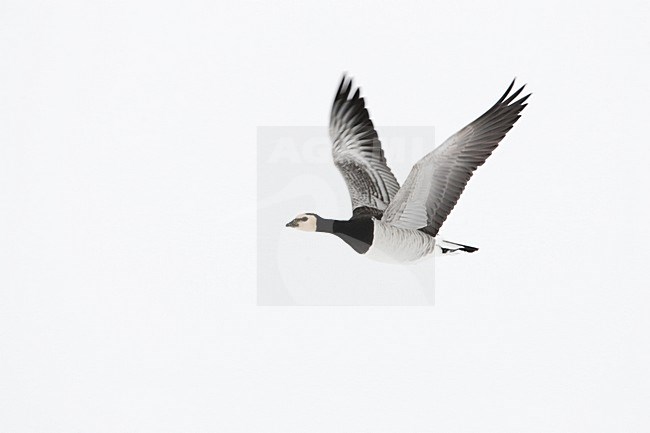 Brandgans in de vlucht; Barnacle Goose in flight stock-image by Agami/Menno van Duijn,