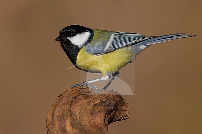 Koolmees op een tak; Great Tit perched on a branch stock-image by Agami/Daniele Occhiato,
