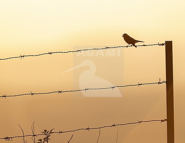 Adult Serin (Serinus serinus) sitting on barbed wire in Spain. Photographed with backlight. Singing male. stock-image by Agami/Marc Guyt,