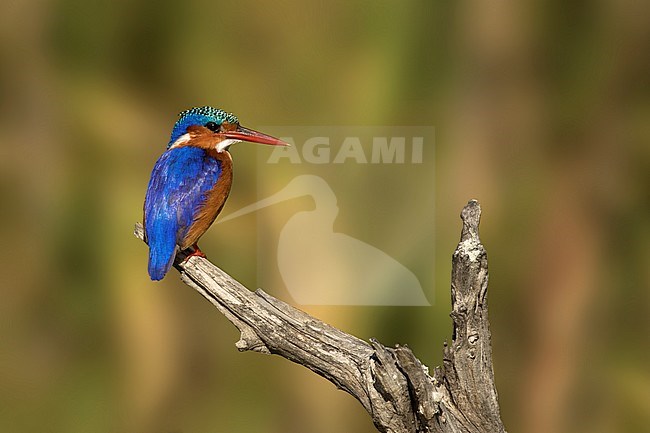 Malachietijsvogel zittend op tak; Malachite Kingfisher sitting on branch; stock-image by Agami/Walter Soestbergen,