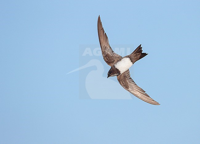Alpine Swift (Apus melba) in flight in Spain. stock-image by Agami/Ran Schols,