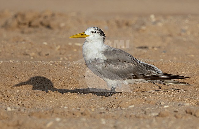 Great Crested Tern (Thalasseus bergii) at the northern coast of Oman in november stock-image by Agami/Eduard Sangster,