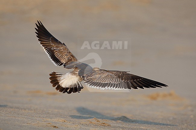 Laughing Gull, Larus atricilla megalopterus, 1stWinter  at Cape May, New Jersey, USA stock-image by Agami/Helge Sorensen,