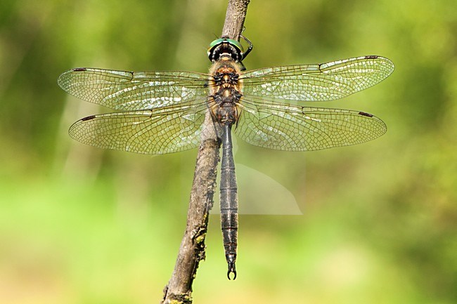 Mannetje Hoogveenglanslibel, Male Somatochlora arctica stock-image by Agami/Wil Leurs,