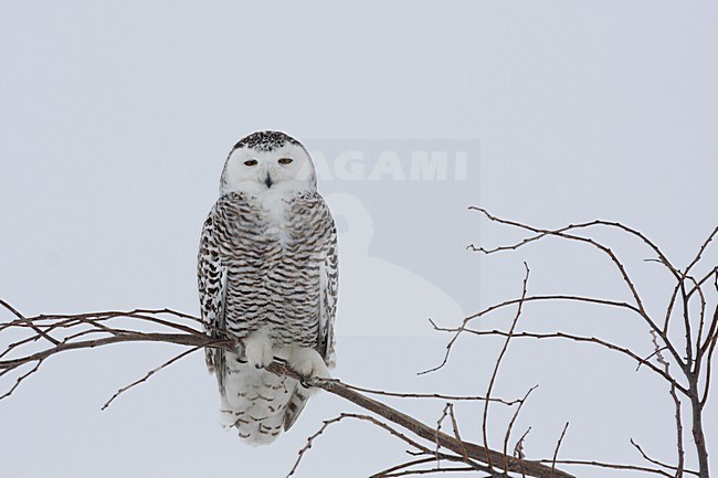 Sneeuwuil zittend op tak; Snowy Owl perched on branch stock-image by Agami/Chris van Rijswijk,