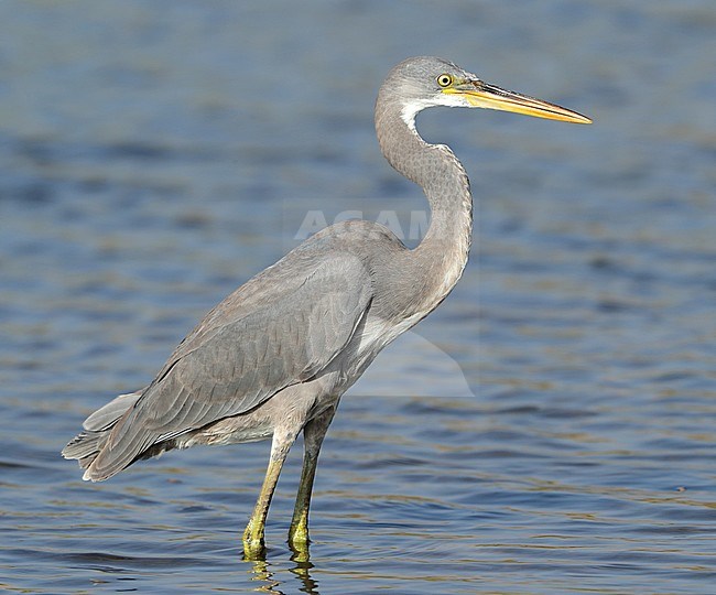 Western Reef Heron (Egretta gularis) at Quriyat in Oman. Standing in shallow sea water. stock-image by Agami/Aurélien Audevard,