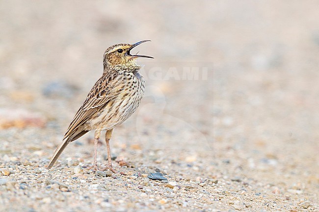 Agulhas Long-billed Lark (Certhilauda brevirostris), side view of an adult singing on the ground, Western Cape, South Africa stock-image by Agami/Saverio Gatto,