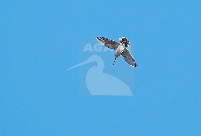Display flight of a Wilson's Snipe (Gallinago delicata) against deep blue sky. The bird produces its winnowing song by airflow over outstretched outermost two rectrices either side of spread tail. stock-image by Agami/Kari Eischer,